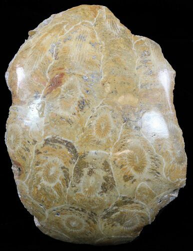 Polished Fossil Coral - Morocco #60042